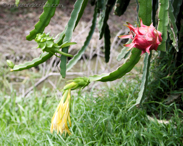 Exotic Fruit 1 Exotic Fruit 1