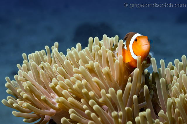 Koh Lanta Scuba Diving 1 Koh Lanta Scuba Diving