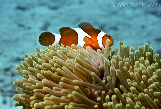 Koh Lanta Scuba Diving 2 Koh Lanta Scuba Diving