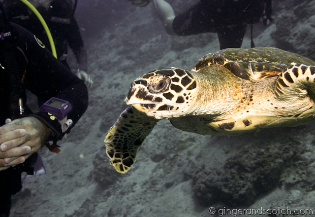 Koh Lanta Scuba Diving 3 Koh Lanta Scuba Diving