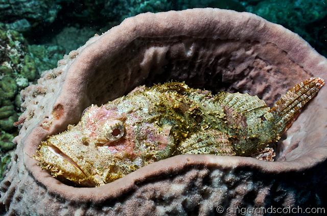 Koh Lanta Scuba Diving 4 Koh Lanta Scuba Diving