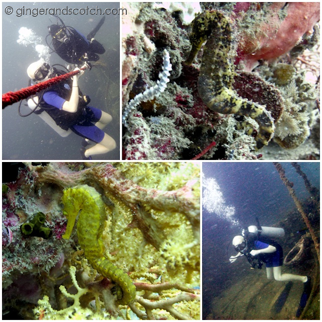 Phuket Scuba Diving 1 Phuket Scuba Diving