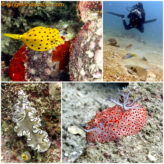 Phuket Scuba Diving 2 Phuket Scuba Diving