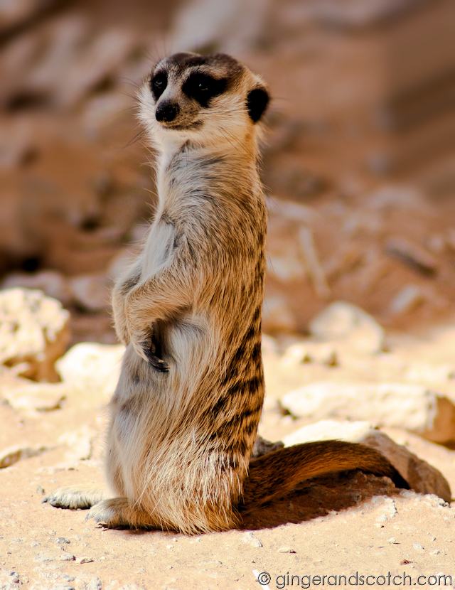 Al Ain Zoo - meerkat Al Ain Zoo - meerkat