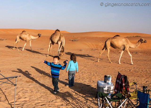 camping camels