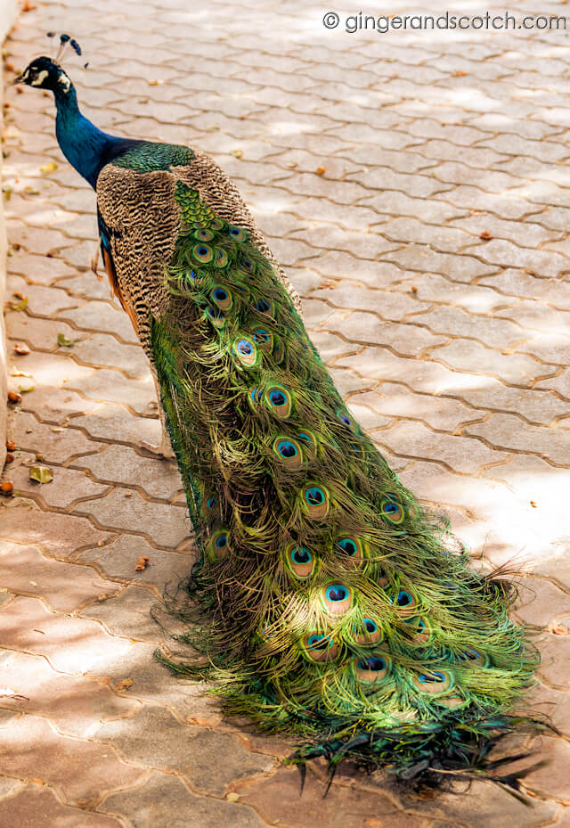 Peacock