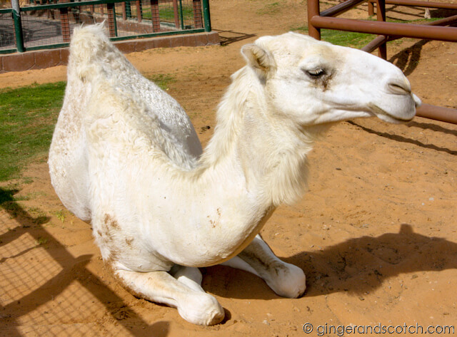 White Camel