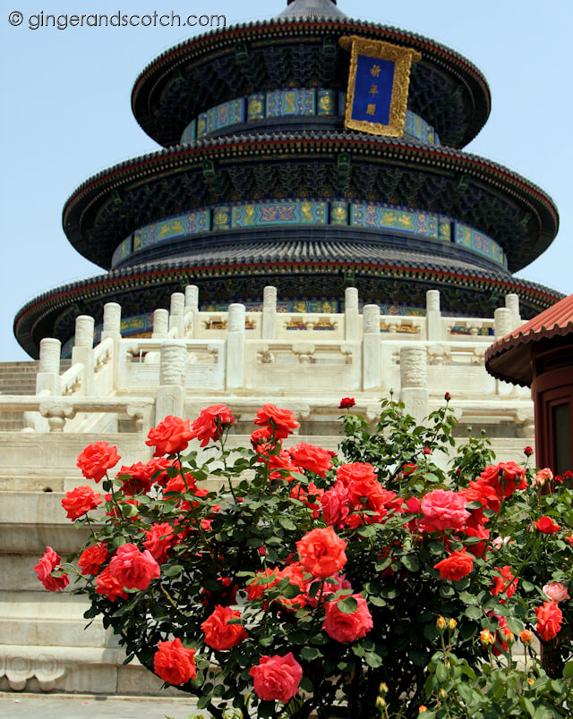 Spring Roses in Beijing
