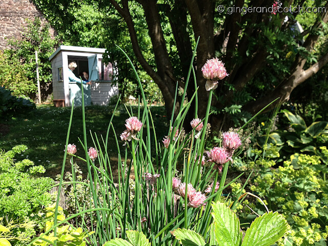 Dunbar Garden - chives