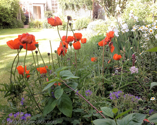 Dunbar garden - poppies