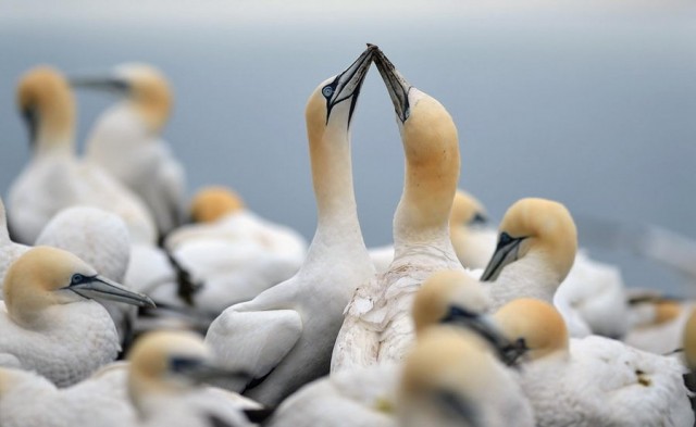 Gannets on Bass Rock