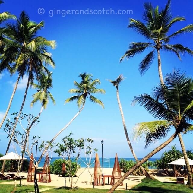 Sri Lanka palm trees 20140408-210155.jpg