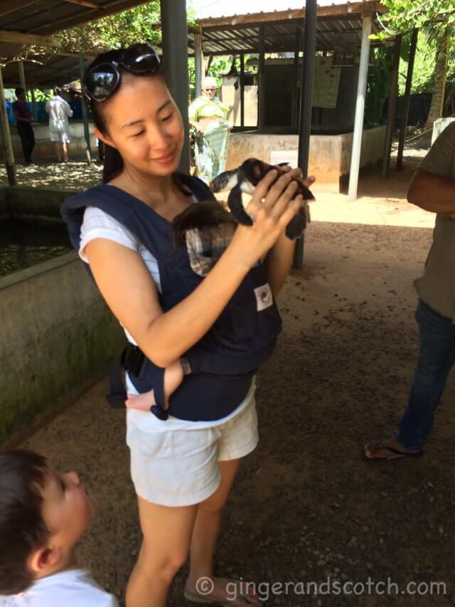 Sri Lanka Turtle Hatchery Sri Lanka Turtle Hatchery