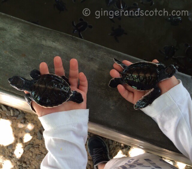 Sri Lanka Turtle Hatchery Sri Lanka Turtle Hatchery
