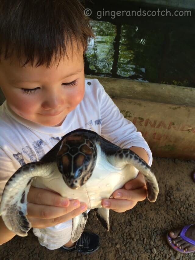 Sri Lanka Turtle Hatchery Sri Lanka Turtle Hatchery