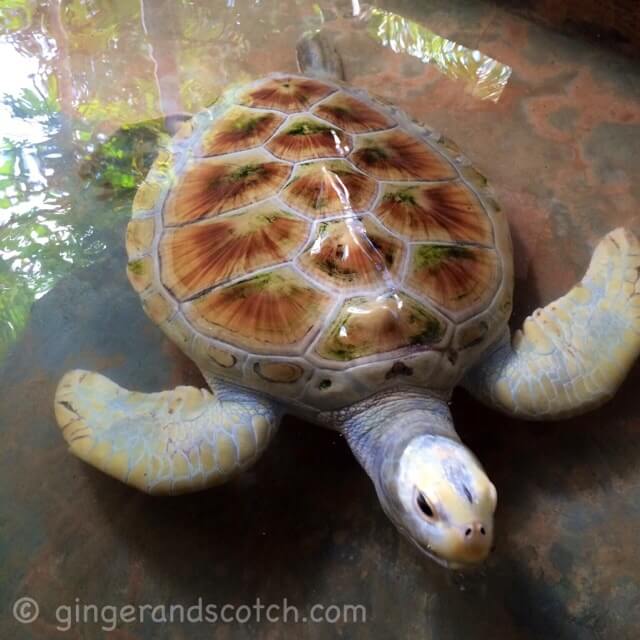 Sri Lanka Turtle Hatchery Sri Lanka Turtle Hatchery