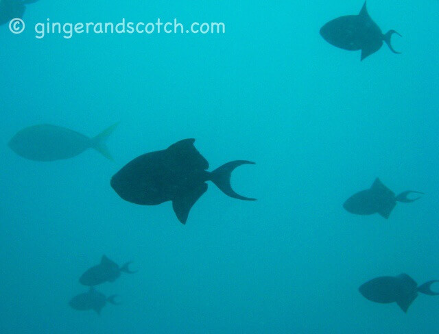school of triggerfish school of triggerfish