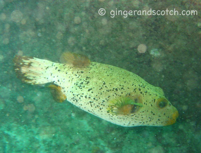 pufferfish sri lanka pufferfish sri lanka