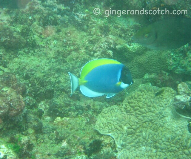 "Dory" Surgeonfish sr lanka "Dory" Surgeonfish