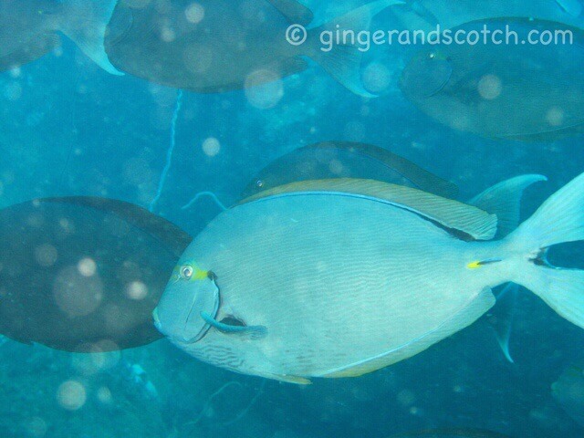 surgeonfish surgeonfish