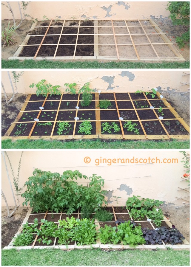 Square Foot Garden