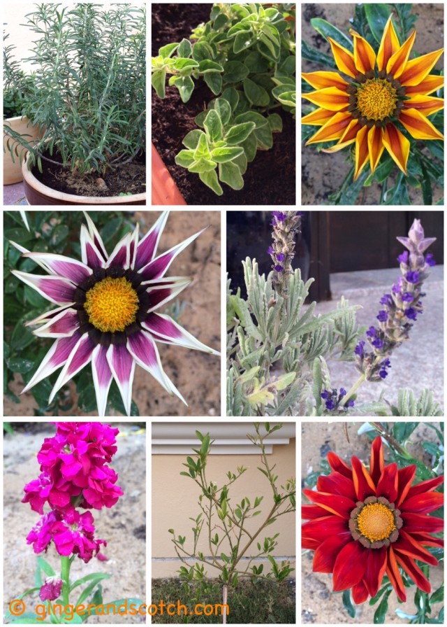 Garden plants that have gone to a better place