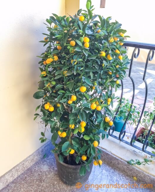 Orange Tree - newly bought