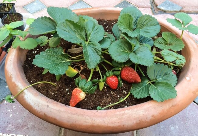 Wee Scotch's Strawberry patch