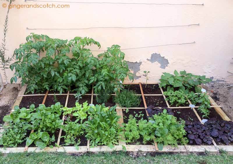 Dubai Garden Feb 2016