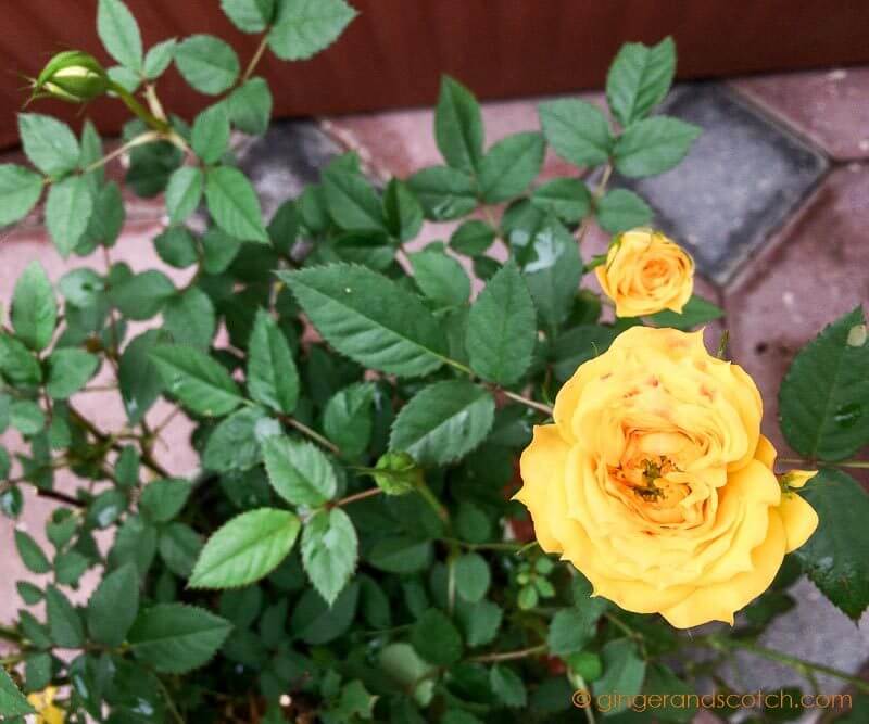 Mandarin Orange Plant
