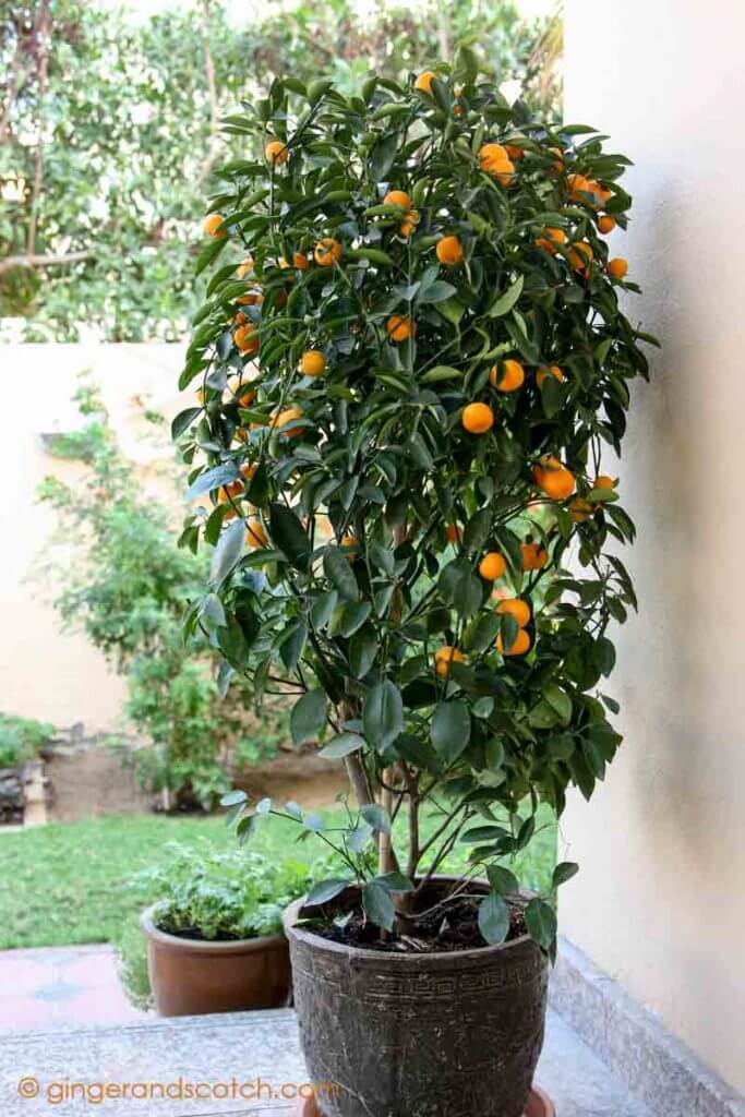 Mandarin Orange Plant