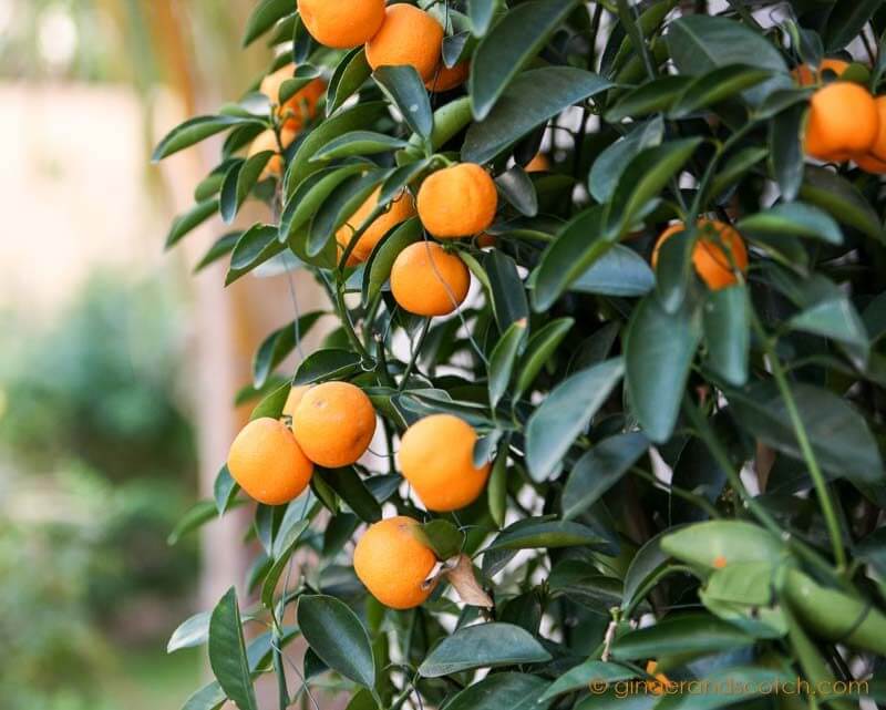 Mandarin Orange Plant