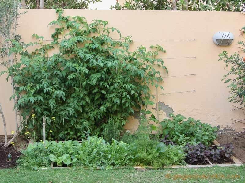 Square Foot Garden - March 2016