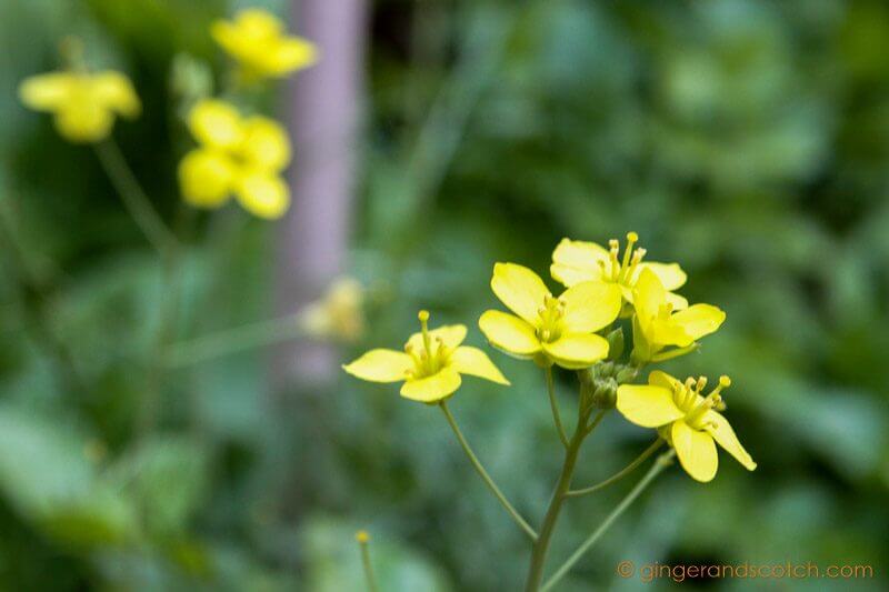 Arugula flowers