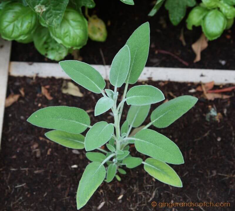 Sage plant
