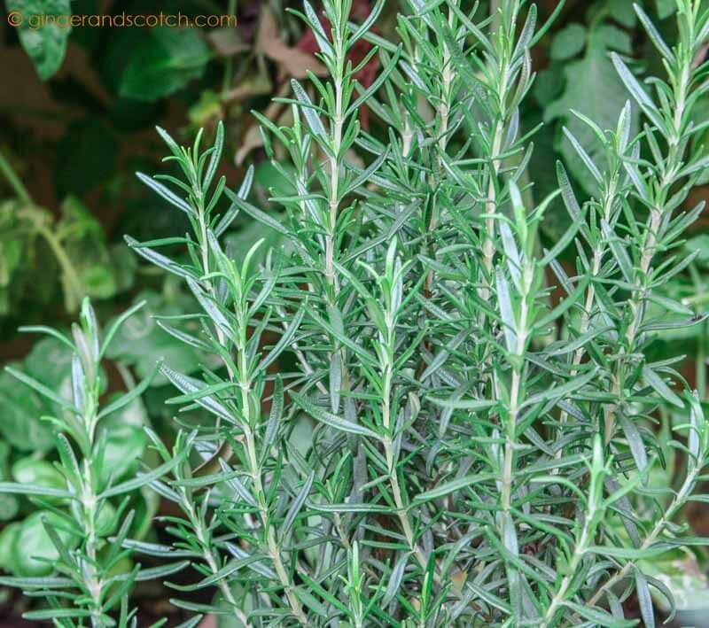 Rosemary from cuttings