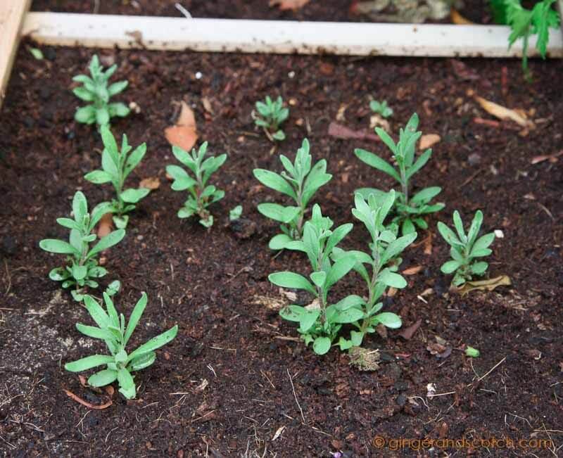 Lavender plants from seed