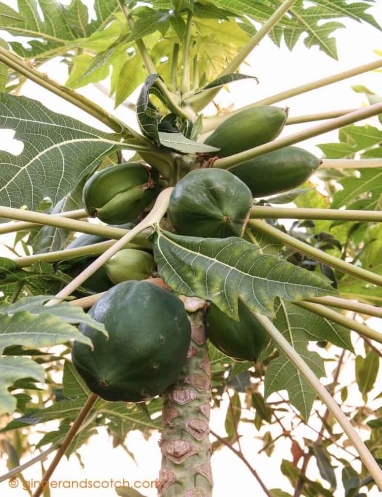 Papaya Tree with Fruit