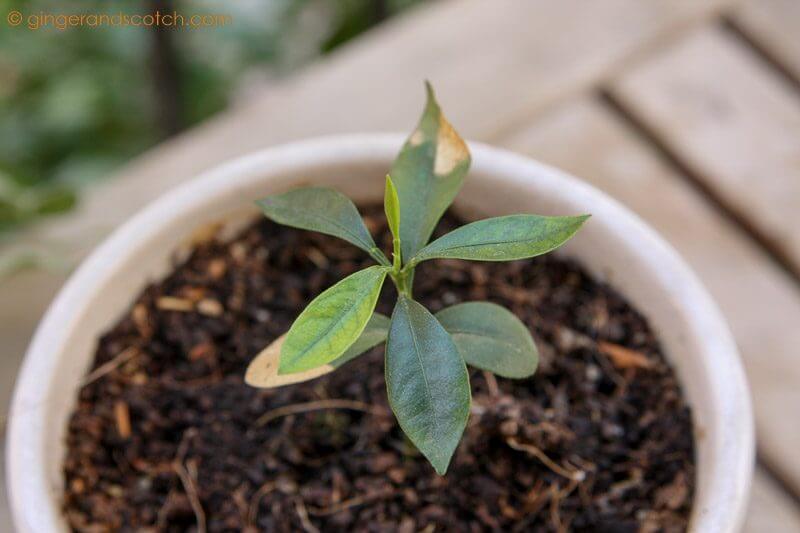 Kumquat orange plant