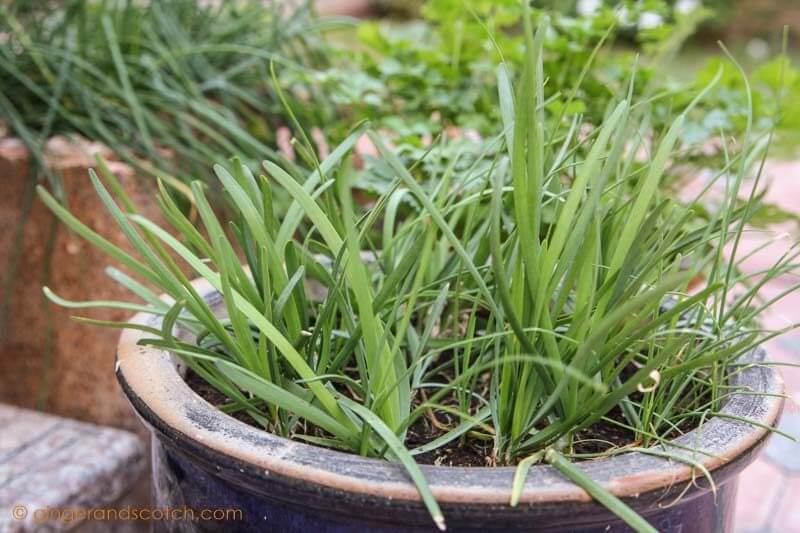 Garlic Chives