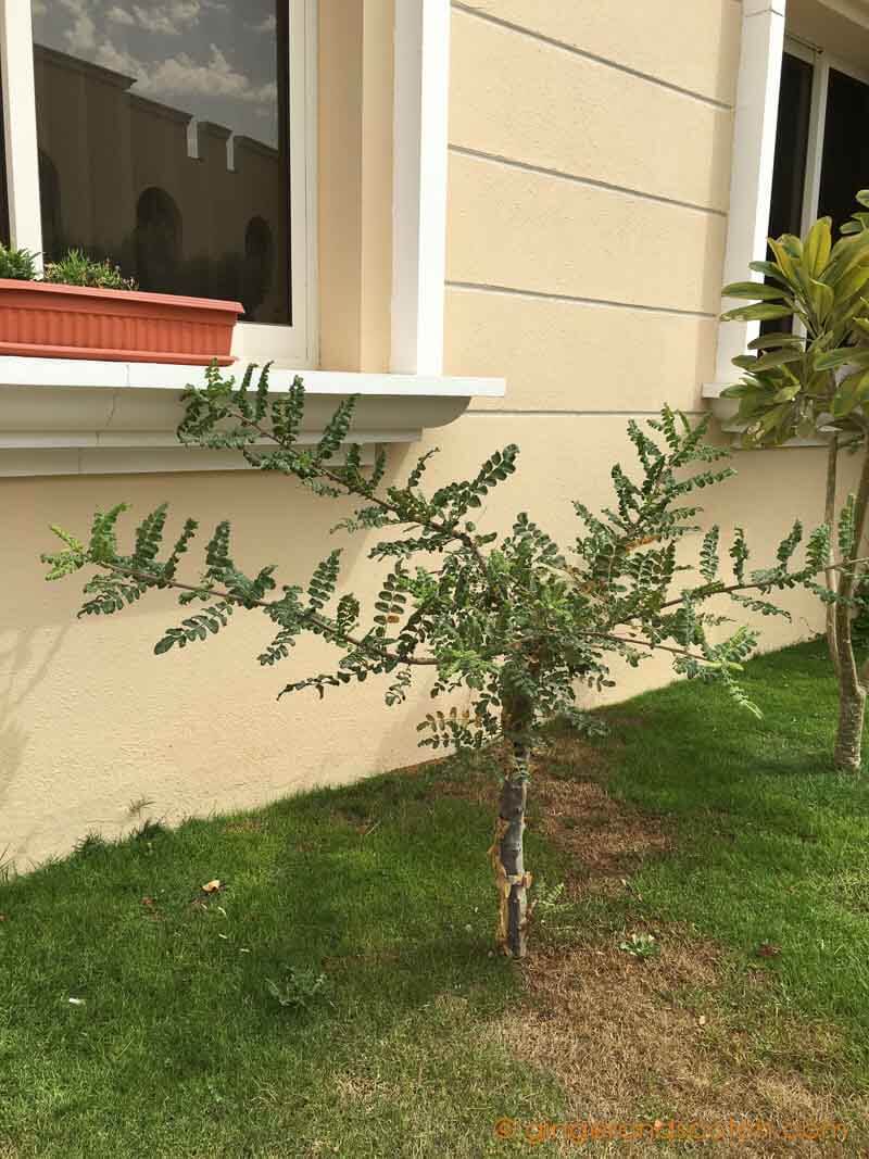 Dubai Garden - Frankincense