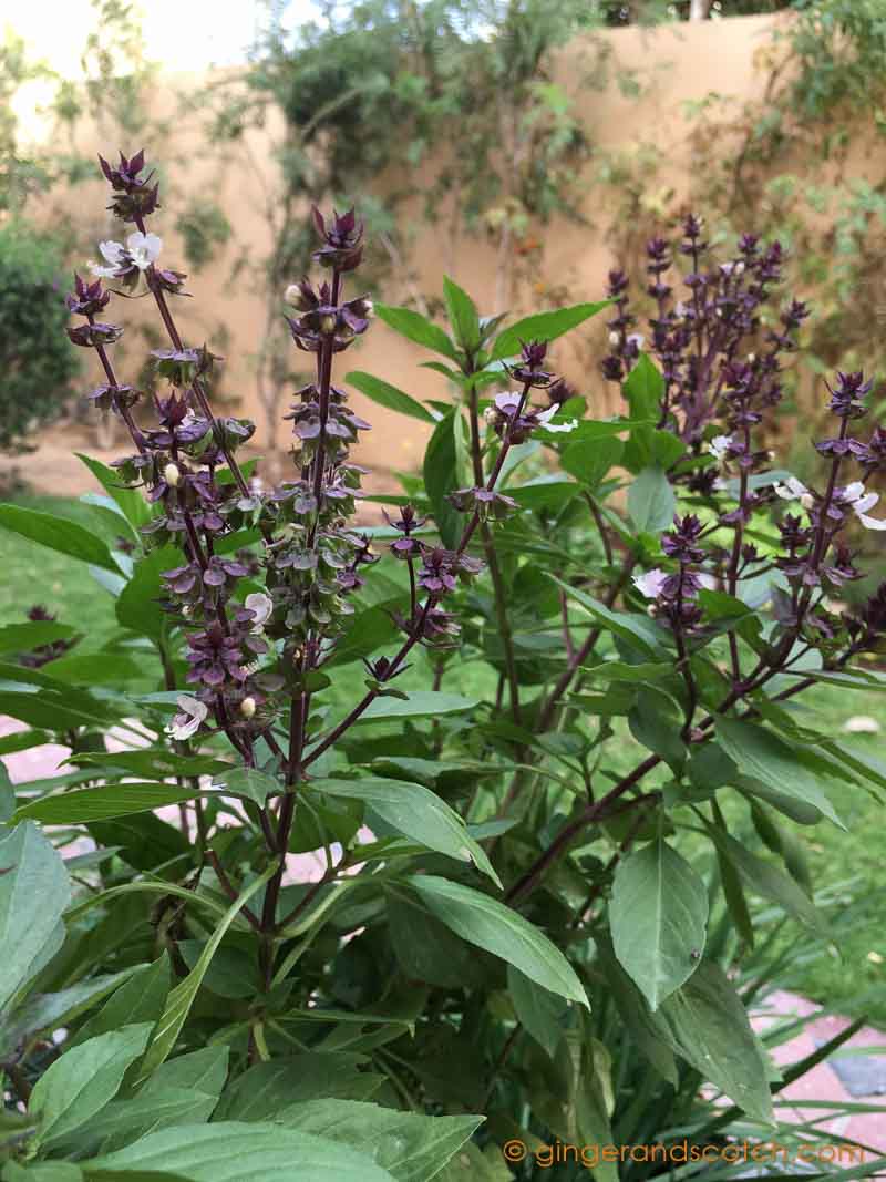 Thai Basil