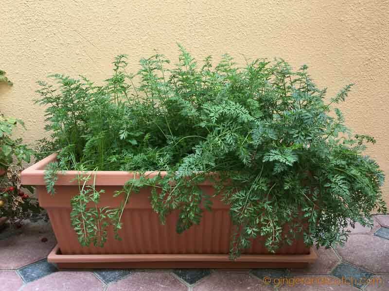 Baby Carrots in Pot