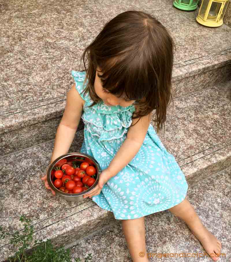 Cherry Tomatoes April 2016