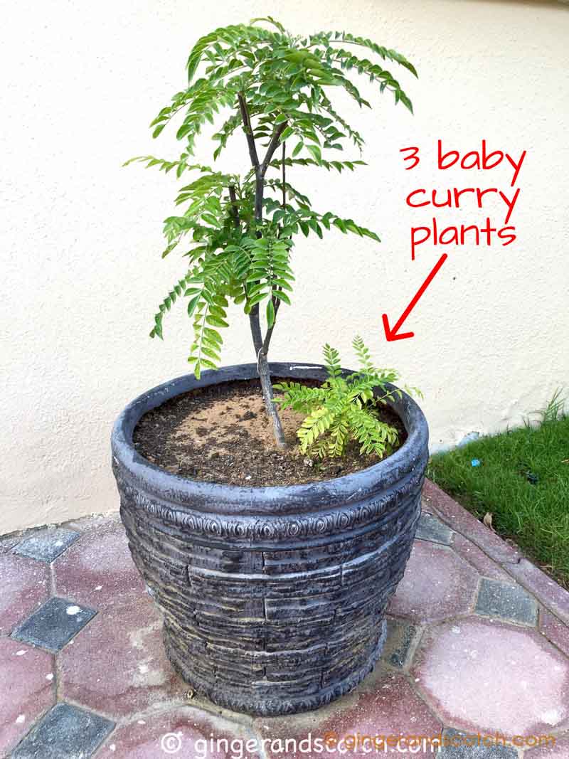 Curry Plant (Murraya koenigii)