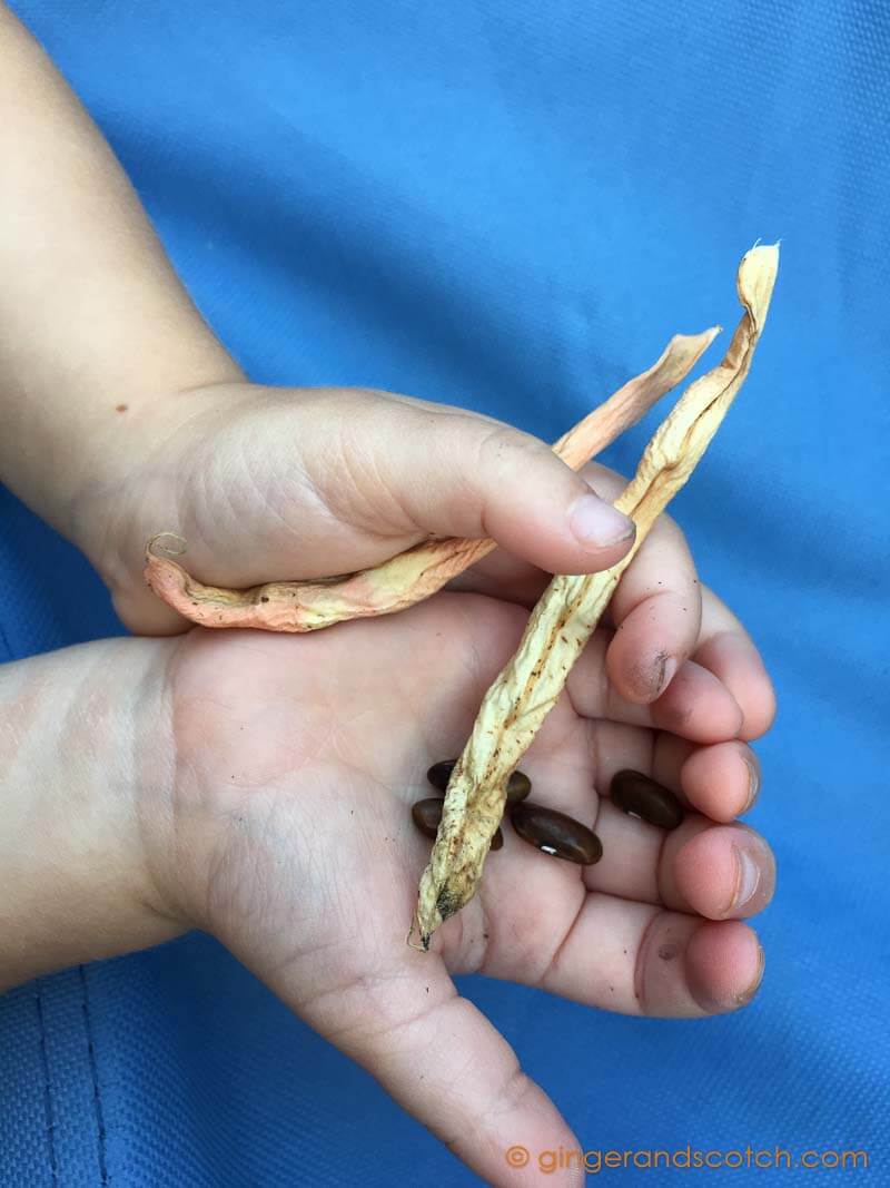 Green Bean Seeds April 2016