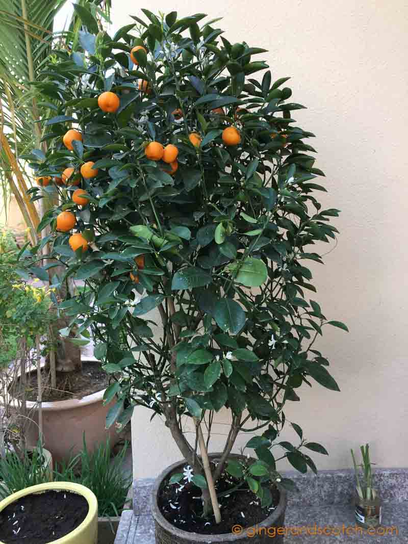 Mandarin Orange Plant