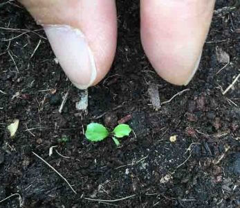 Recao aka Culantro April 2016