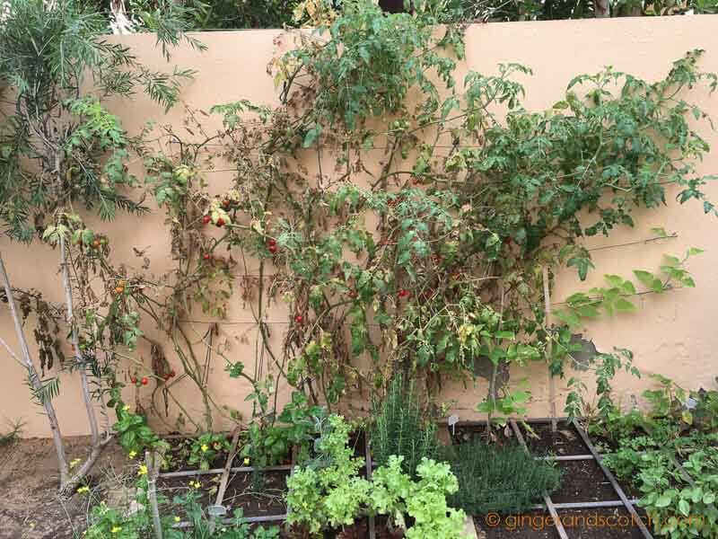 Dubai Square Foot Garden April 2016