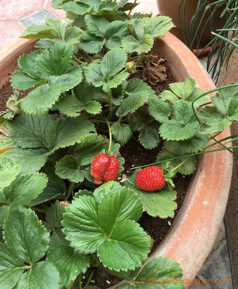 Strawberry Plant